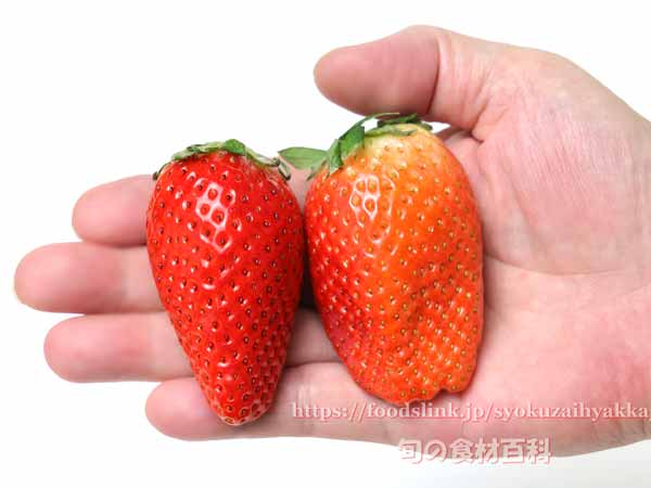 イチゴ みおしずく イチゴ みおしずく