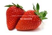 滋賀県初のオリジナルいちご みおしおずく