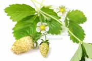 白,ワイルドストロベリー,フレーズ・デ・ボア,Alpine Yellow,Fragaria vesca,Wild strawberry