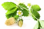 白,ワイルドストロベリー,フレーズ・デ・ボア,Alpine Yellow,Fragaria vesca,Wild strawberry