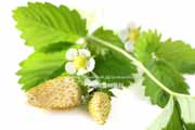 白,ワイルドストロベリー,フレーズ・デ・ボア,Alpine Yellow,Fragaria vesca,Wild strawberry