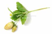 白,ワイルドストロベリー,フレーズ・デ・ボア,Alpine Yellow,Fragaria vesca,Wild strawberry