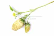 白,ワイルドストロベリー,フレーズ・デ・ボア,Alpine Yellow,Fragaria vesca,Wild strawberry