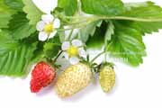 白,ワイルドストロベリー,フレーズ・デ・ボア,Alpine Yellow,Fragaria vesca,Wild strawberry