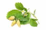 白,ワイルドストロベリー,フレーズ・デ・ボア,Alpine Yellow,Fragaria vesca,Wild strawberry