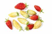 白,ワイルドストロベリー,フレーズ・デ・ボア,Alpine Yellow,Fragaria vesca,Wild strawberry