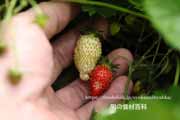 白,ワイルドストロベリー,フレーズ・デ・ボア,Alpine Yellow,Fragaria vesca,Wild strawberry