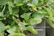 白,ワイルドストロベリー,フレーズ・デ・ボア,Alpine Yellow,Fragaria vesca,Wild strawberry