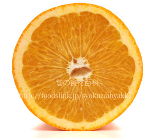 紅はっさく紅八朔 ベニハッサク