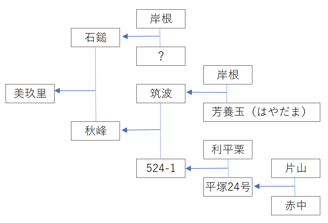 美玖里（みくり）の系統図