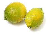 アレンユーレカ種（AllenEureka）レモン