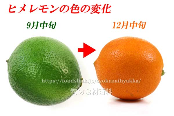 グリーンのヒメレモンからオレンジの完熟ヒメレモン