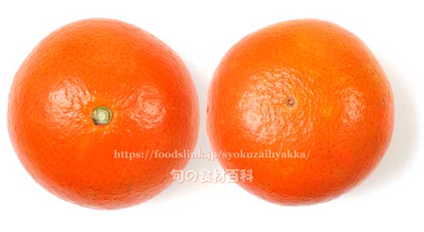 みかん「みはや」 みはや みかん