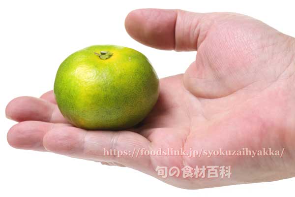 極早生みかん 南国の陽蜜(ひみつ) 南国の陽蜜(ひみつ) ,極早生みかん