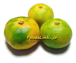 早生温州みかん 早生温州みかん