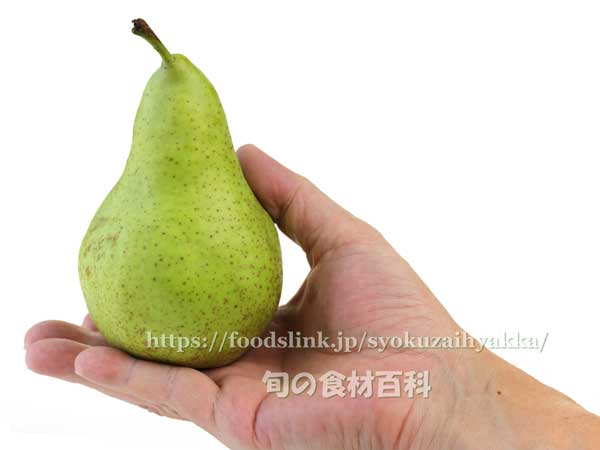 西洋梨 コンファレンス,コンフェレンス,Conference pear