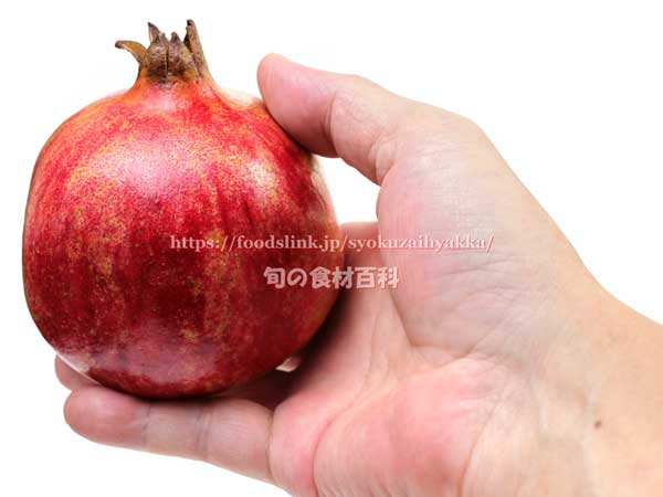 ザクロ(石榴/ざくろ) ザクロ,石榴,ざくろ,pomegranate