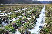 北之庄菜／きたのしょうな＜滋賀県近江八幡の伝統野菜