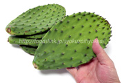 ノパール（Nopal）／食用ウチワサボテン