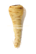 パースニップ（Parsnip）