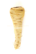 パースニップ（Parsnip）