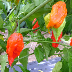 激辛唐辛子　ブート・ジョロキア(Bhut Jolokia)