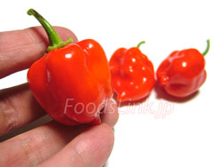 ハバネロ(Habanero chilli)