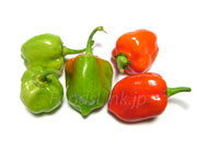 ハバネロ（Habanero chilli）