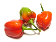 ハバネロ（Habanero chilli）