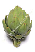 アーティチョーク グリーングローブ アーティチョーク/アティショー/カルチョフィ/artichoke,artichaut