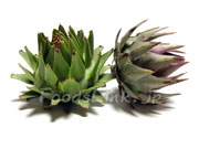 アーティチョーク/アティショー/カルチョフィ/artichoke,artichaut