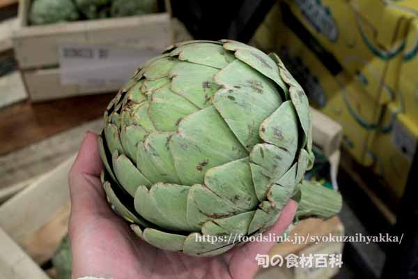 アーティチョーク,カルチョーフィ,Artichoke,carciofi