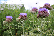 アーティチョークの花 アーティチョーク/アティショー/カルチョフィ/artichoke,artichaut
