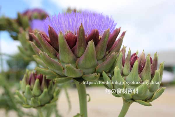 アーティチョーク,カルチョーフィ,Artichoke,carciofi