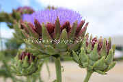 アーティチョークの花 アーティチョーク/アティショー/カルチョフィ/artichoke,artichaut