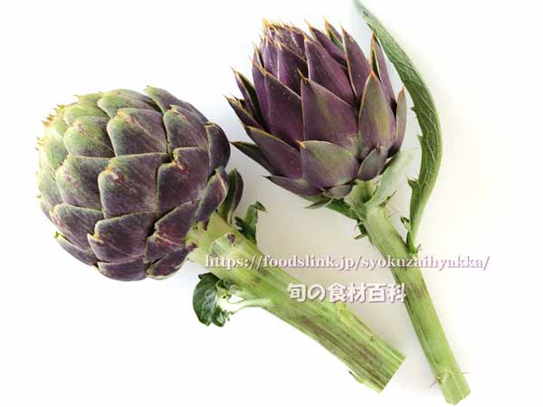 アーティチョーク,カルチョーフィ,Artichoke,carciofi