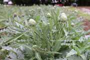 アーティチョーク,カルチョーフィ,Artichoke,carciofi