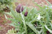 アーティチョーク,カルチョーフィ,Artichoke,carciofi