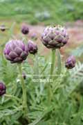 アーティチョーク,カルチョーフィ,Artichoke,carciofi