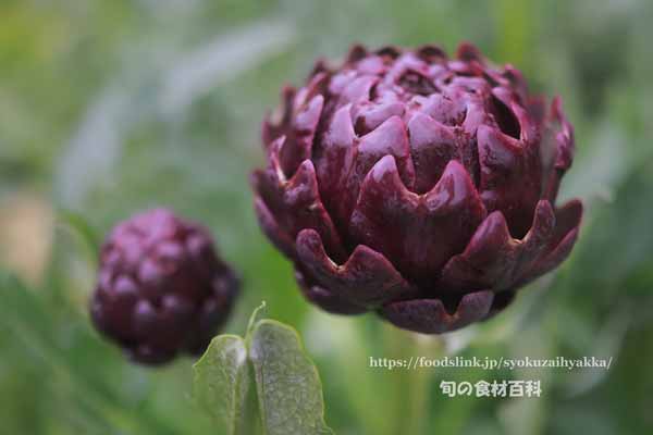 アーティチョーク,カルチョーフィ,Artichoke,carciofi