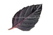 バジル,バジリコ,紫色,ヴァイオレット・アロマティコ,Violetto aromatico,,ダーク・オパール,Dark opal