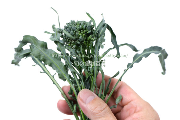 スピガリエッロ(スティックブロッコリー) BROCCOLO Spigariello a getti di Napoli スピガリエッロ(スティックブロッコリー) BROCCOLO Spigariello a getti di Napoli