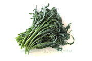 スピガリエッロ(スティックブロッコリー) BROCCOLO Spigariello a getti di Napoli