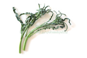 スピガリエッロ(スティックブロッコリー) BROCCOLO Spigariello a getti di Napoli