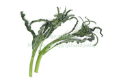 スピガリエッロ(スティックブロッコリー) BROCCOLO Spigariello a getti di Napoli