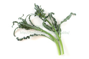 スピガリエッロ(スティックブロッコリー) BROCCOLO Spigariello a getti di Napoli