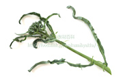 スピガリエッロ(スティックブロッコリー) BROCCOLO Spigariello a getti di Napoli
