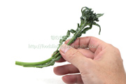 スピガリエッロ(スティックブロッコリー) BROCCOLO Spigariello a getti di Napoli