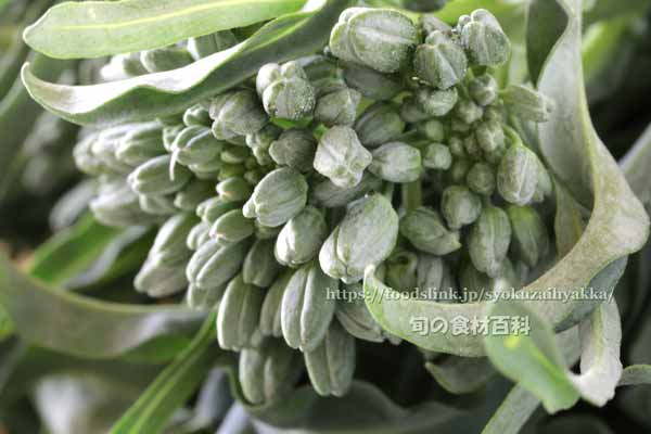 ピガリエッロ(スティックブロッコリー) BROCCOLO Spigariello a getti di Napoli スピガリエッロ(スティックブロッコリー) BROCCOLO Spigariello a getti di Napoli