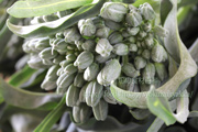 スピガリエッロ(スティックブロッコリー) BROCCOLO Spigariello a getti di Napoli